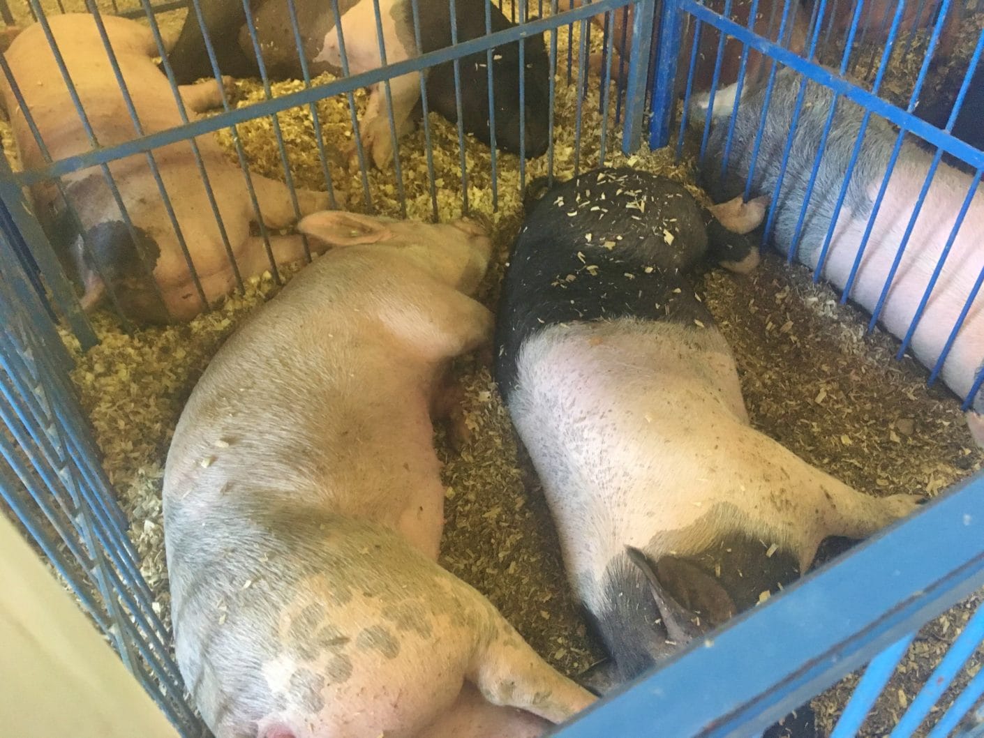 Preston County Buckwheat Festival Kingwood, West Virginia