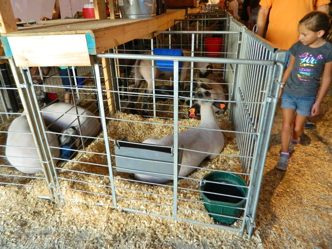 Preston County Buckwheat Festival Kingwood, West Virginia